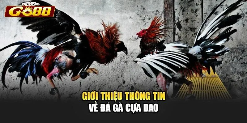 Kinh nghiệm theo dõi Đá Gà Cựa Dao Go88