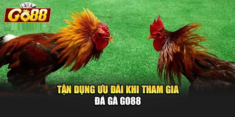 Giới thiệu chung về Đá Gà Go88