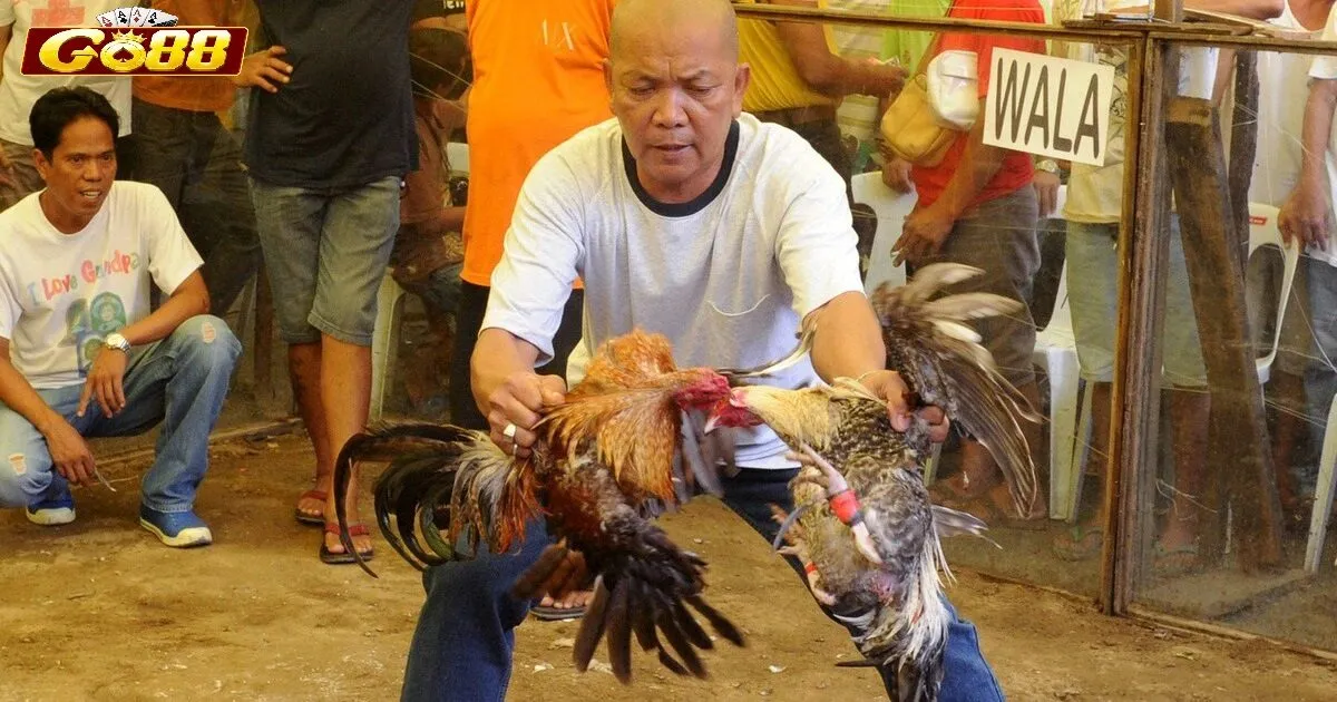 Đá Gà Philippines Go88 là gì?